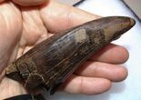 Monster T-Rex Tooth - Exceptional Condition #22546-4